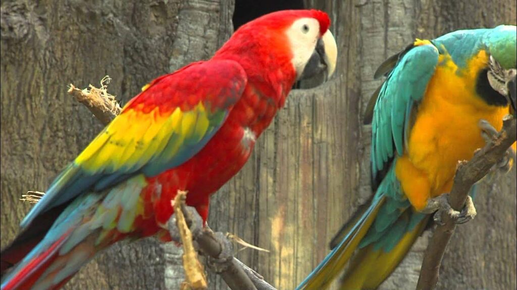 Healthy and Playful Macaw Parrots to buy in Bahrain
