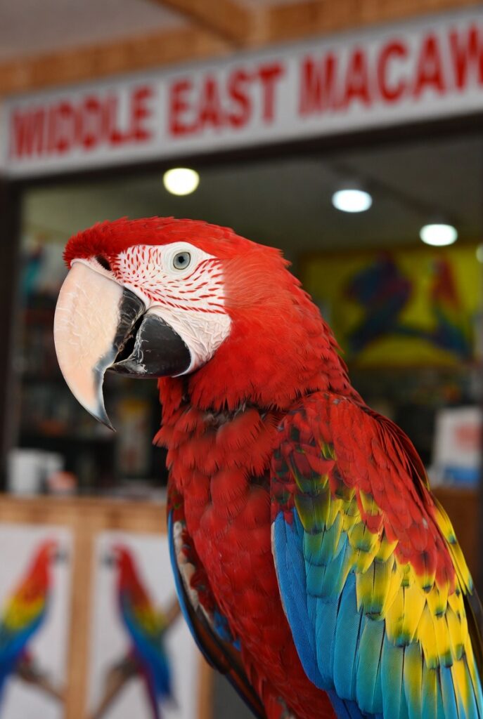 high-quality macaw parrots in the Middle East