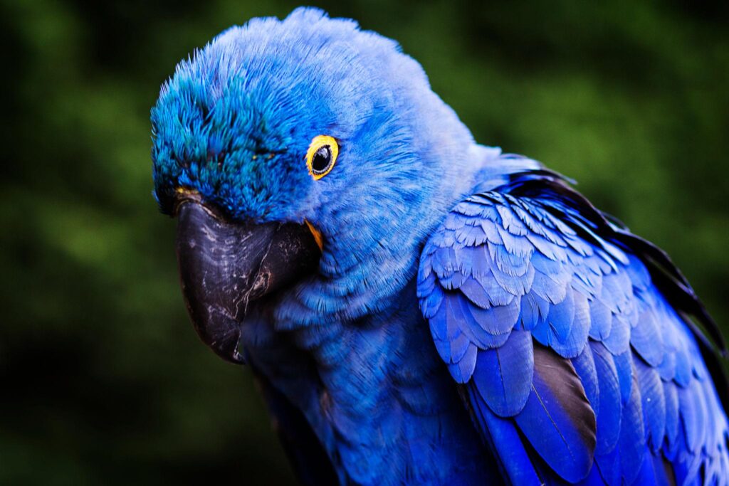 Buy Hyacinth Macaw Parrot in Dubai UAE