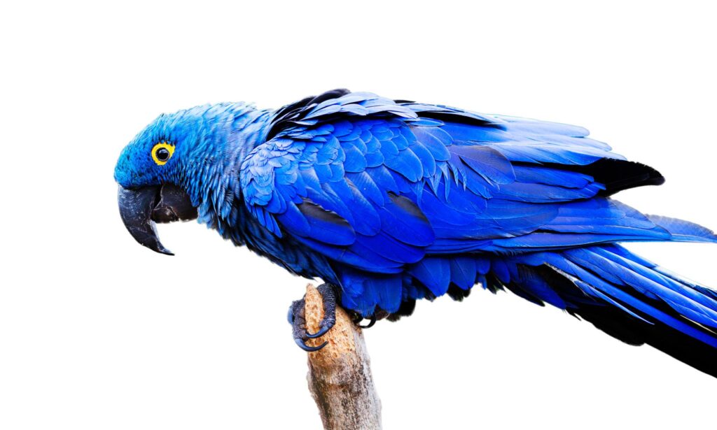 Buy Hyacinth Macaw Parrot in Dubai UAE