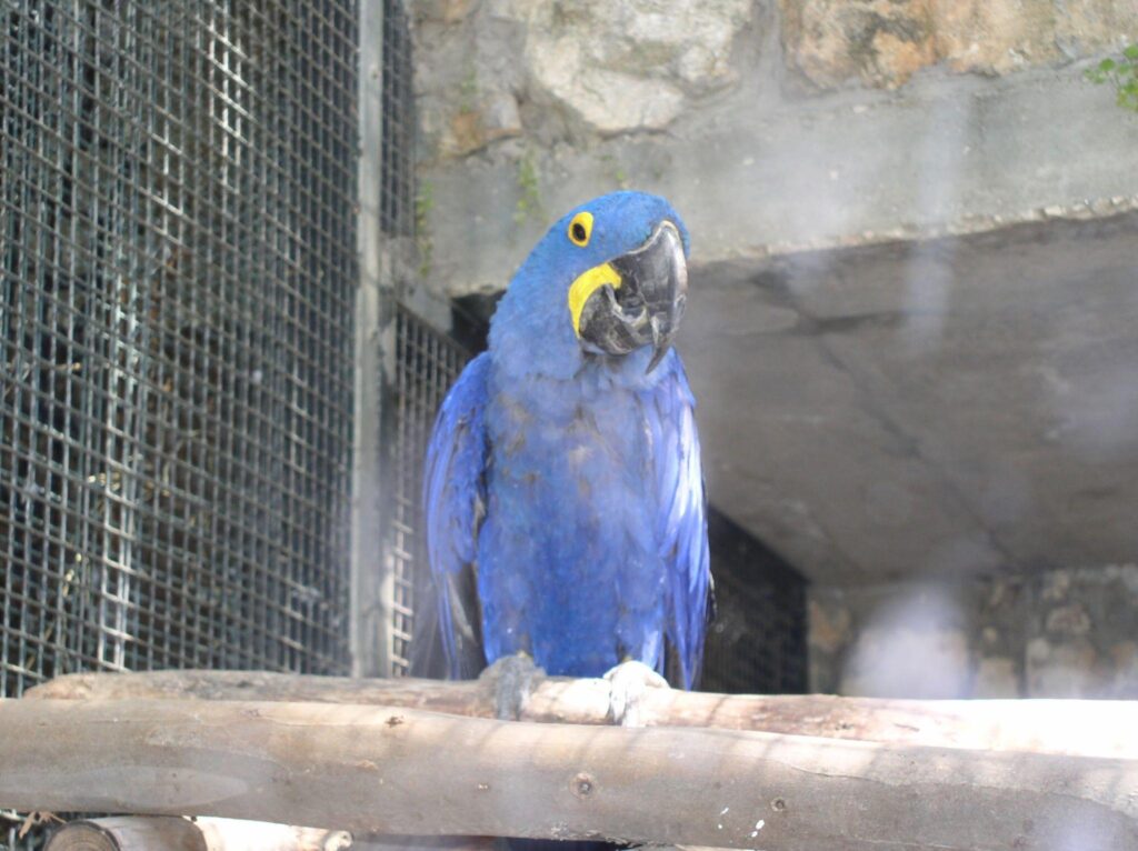 Hyacinth Macaw for Sale UAE