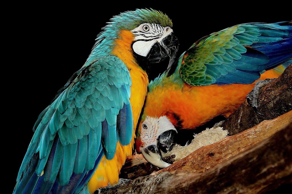 Macaw Parrots for Sale in UAE