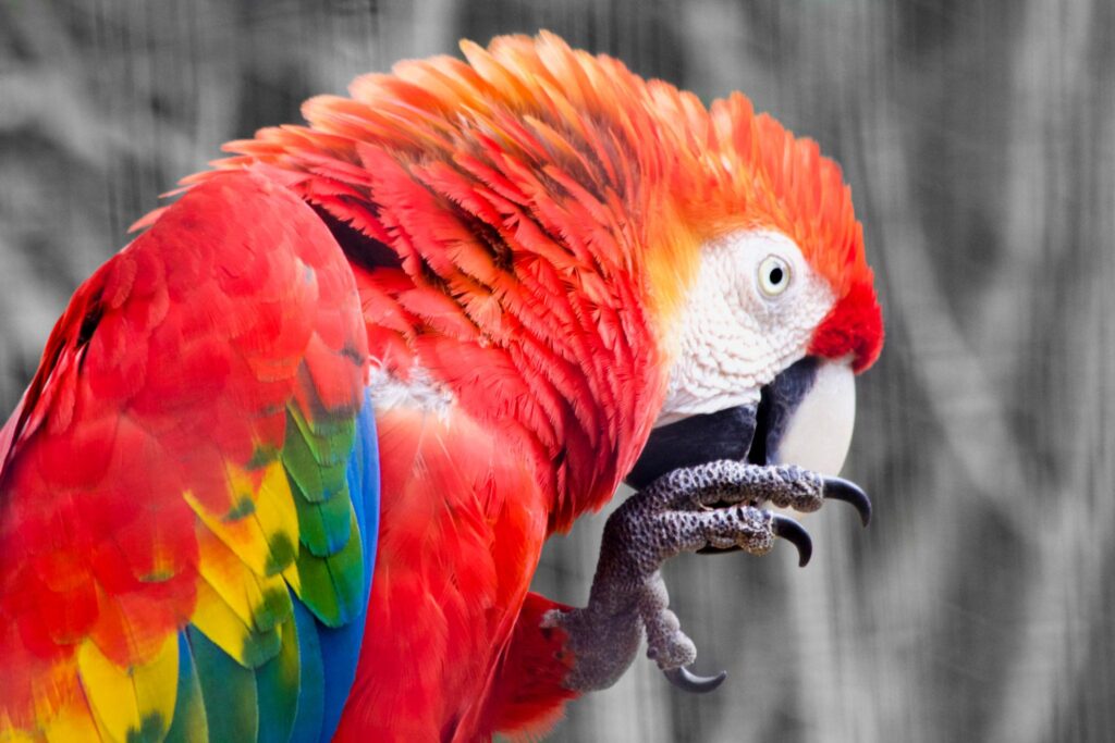 Macaw Price in UAE