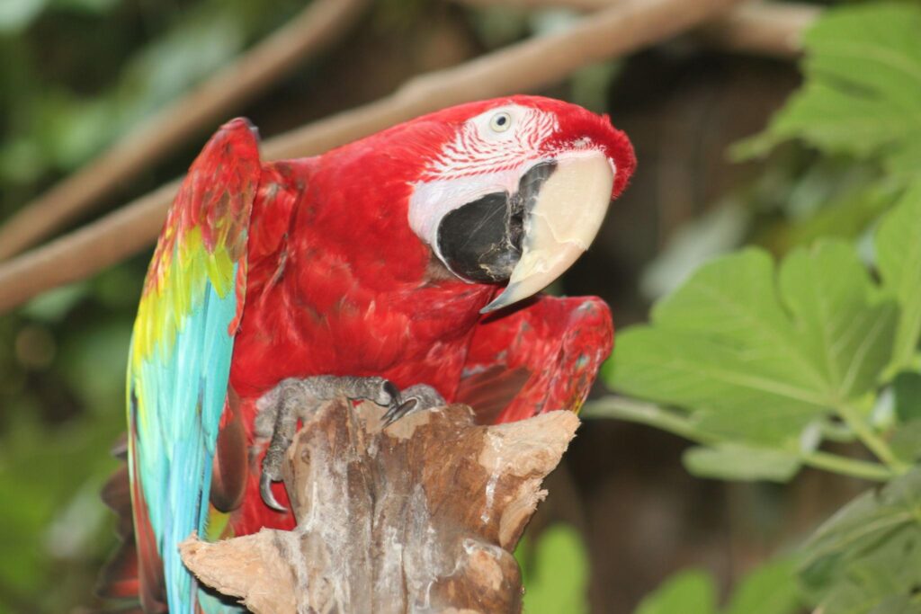 Macaw Price in UAE