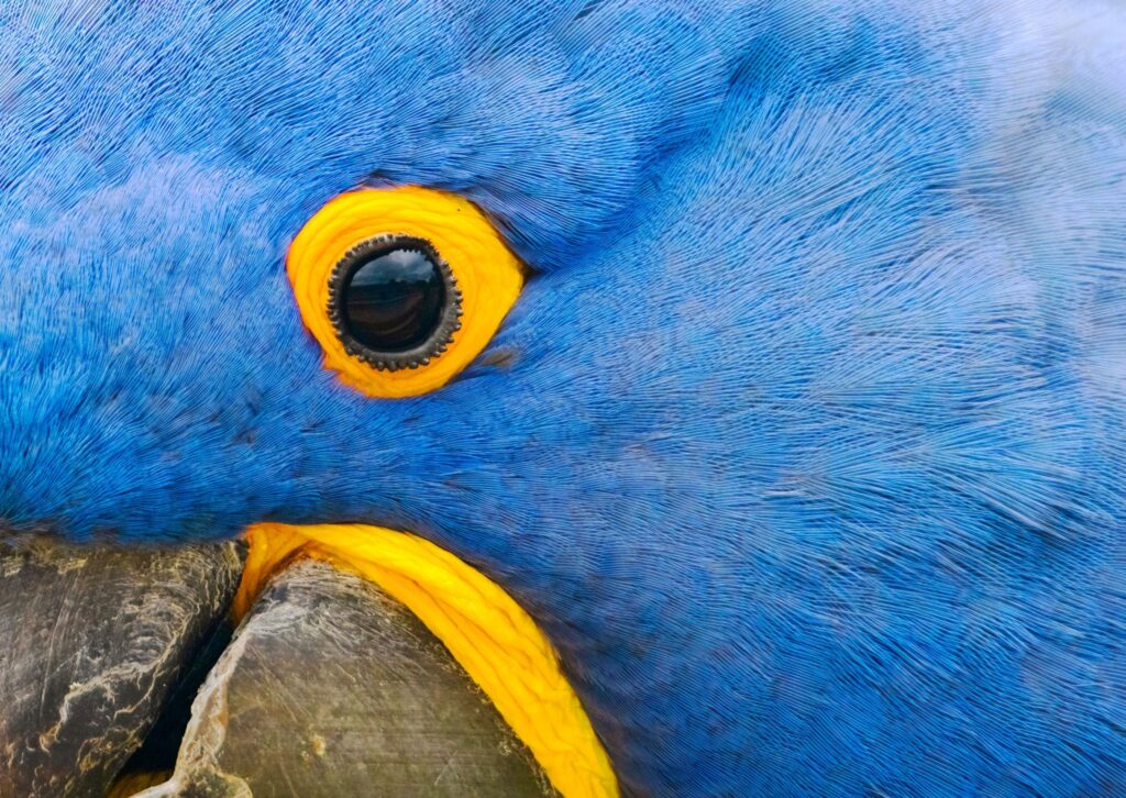 Where to Buy Macaw in Dubai