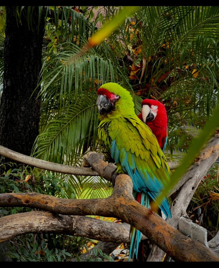 Buy Blue and Gold Macaw Baby Parrots in Abu Dhabi