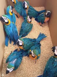 Buy Hyacinth Macaw Parrots in Riyadh