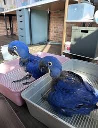Buy Hyacinth Macaw Parrots in Jeddah
