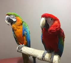 Buy Hyacinth Macaw Parrots in Mecca
