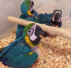 Buy Hyacinth Macaw Parrots in Medina