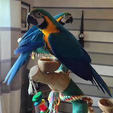 Buy Hyacinth Macaw Parrots in Saudi Arabia
