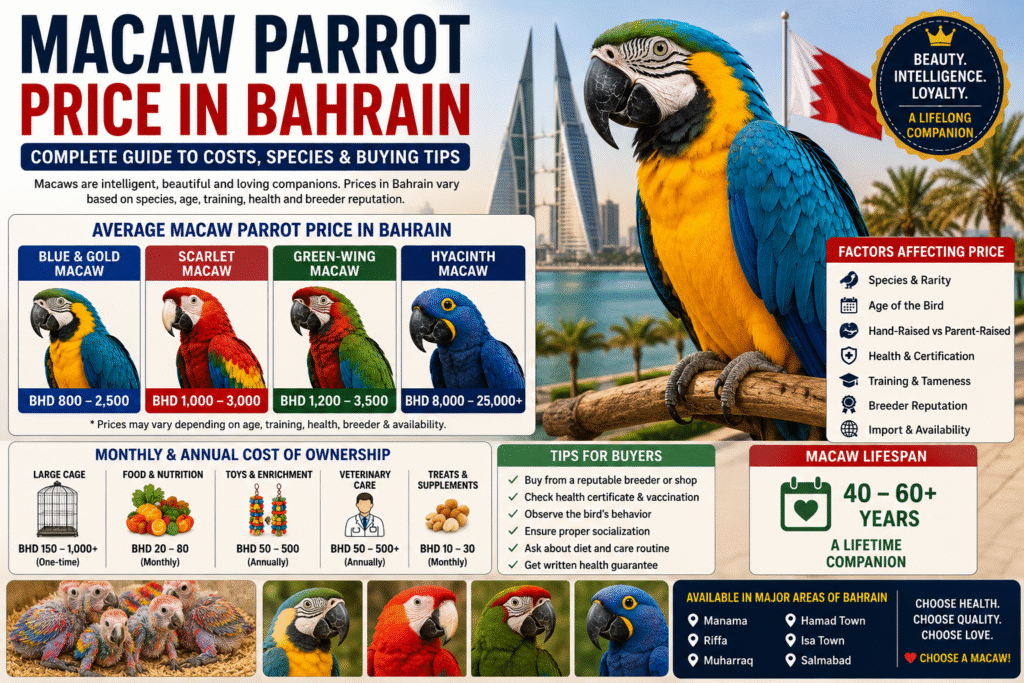 Macaw Parrot Price in Bahrain