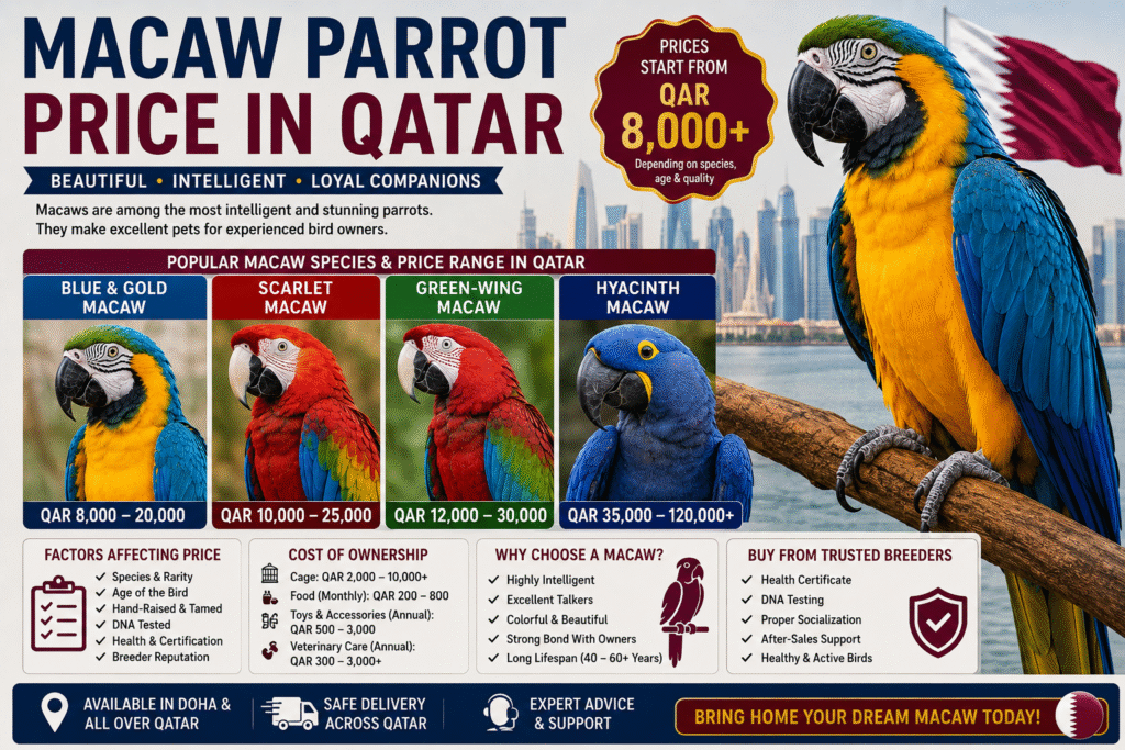 Macaw Parrot Price in Qatar