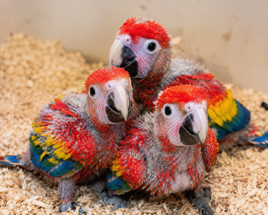Scarlet Macaw Price: Complete Guide to Cost Availability and Ownership
