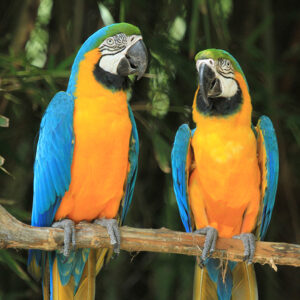 UAE Macaw Parrot Sales to buy now