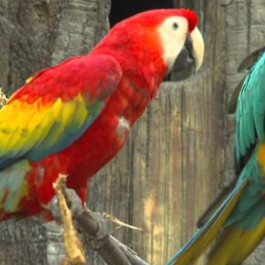Healthy and Playful Macaw Parrots to buy in Bahrain