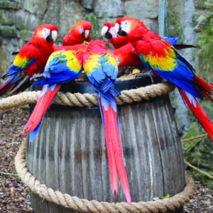 Licensed Macaw Parrot Breeder in the Middle east