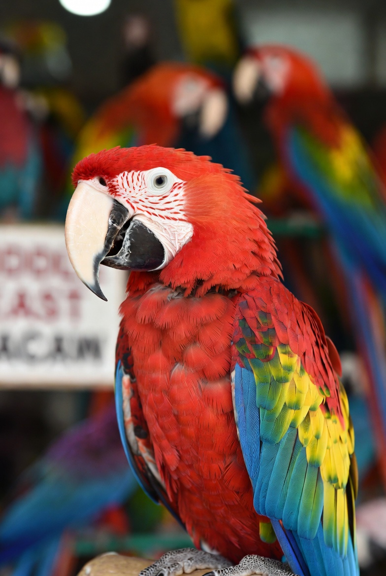 high-quality macaw parrots in the Middle East