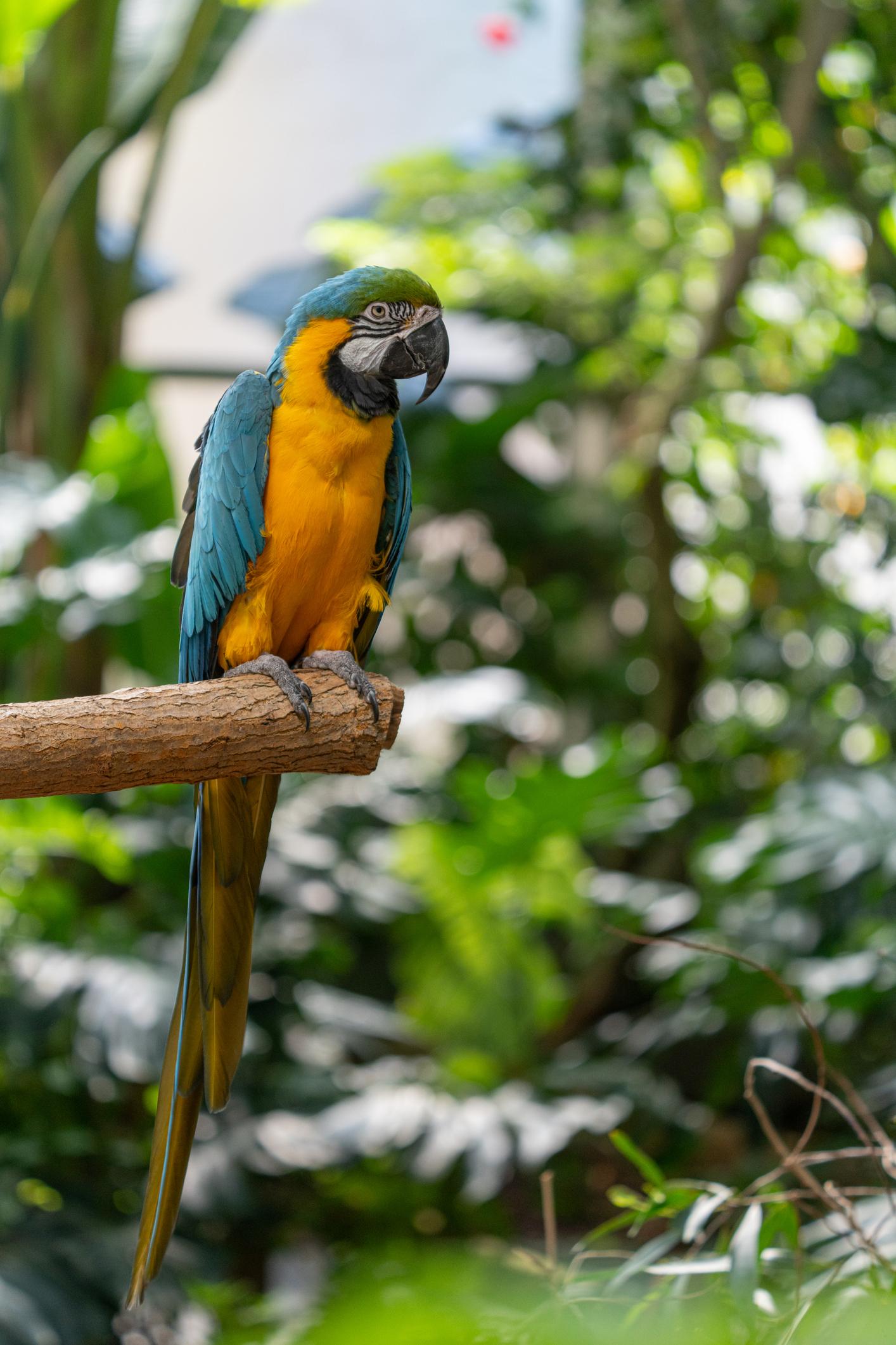 Blue and Gold Macaw UAE for Sale