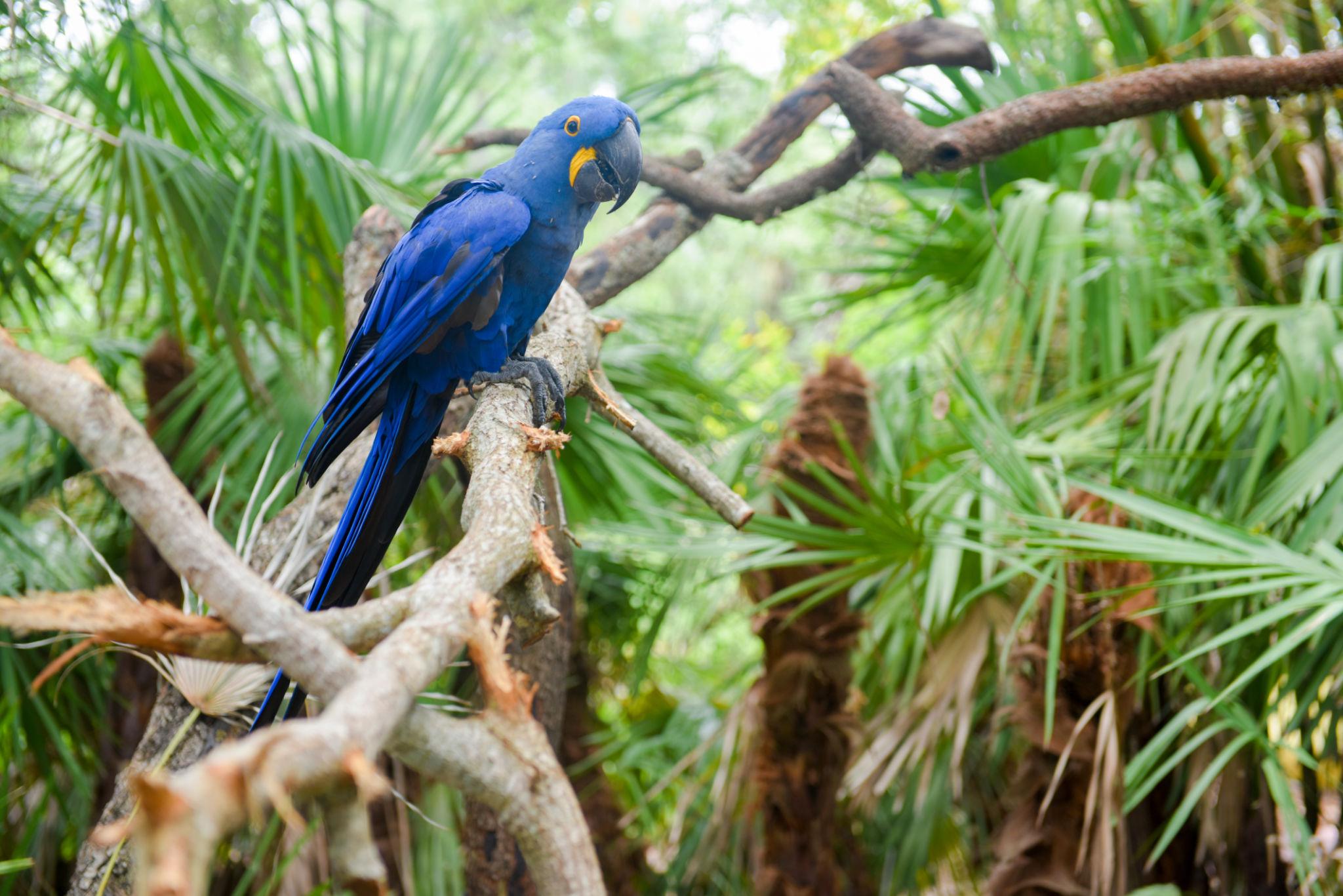 Buy Hyacinth Macaw Parrot in Dubai UAE