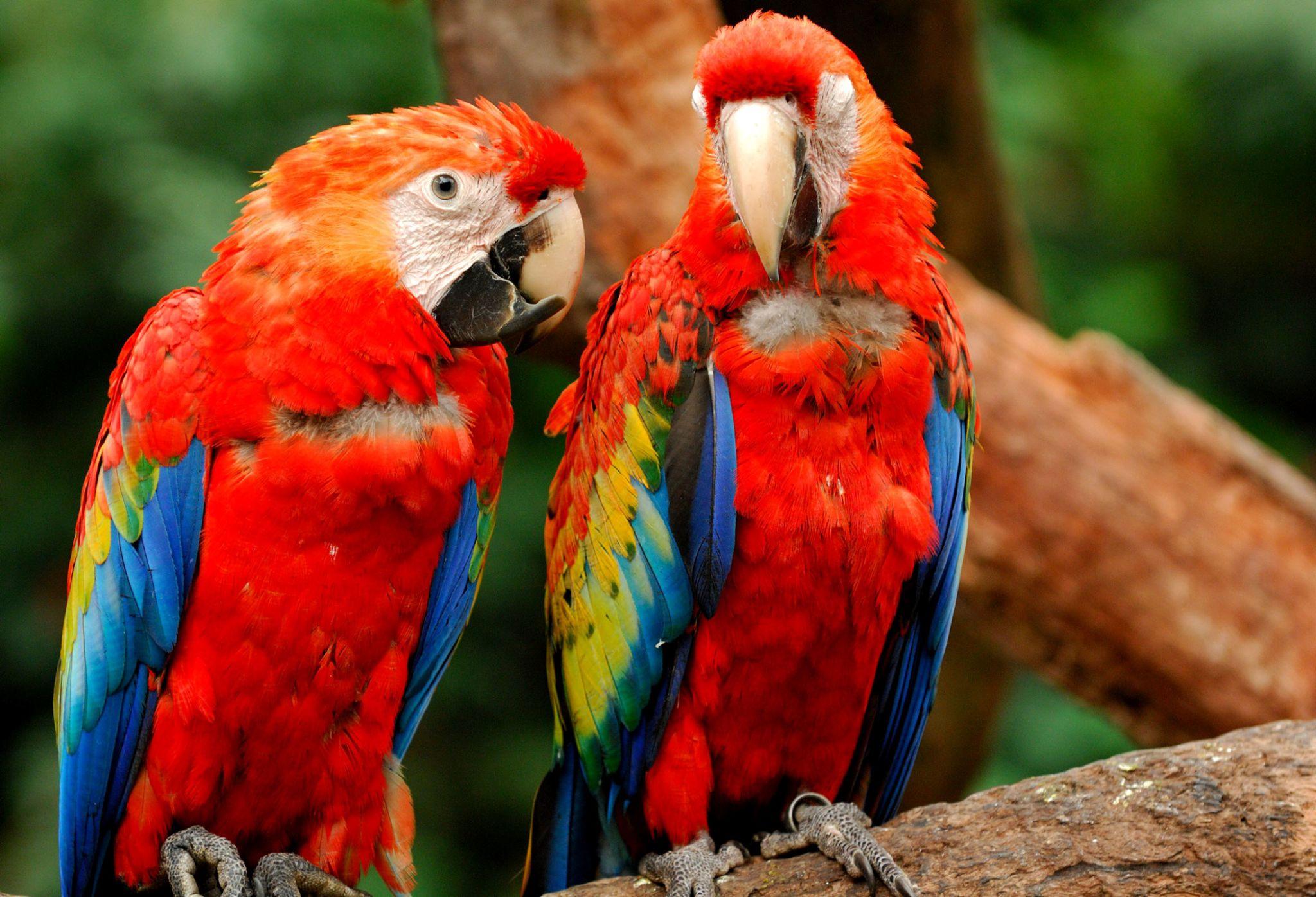 Macaw Price in UAE