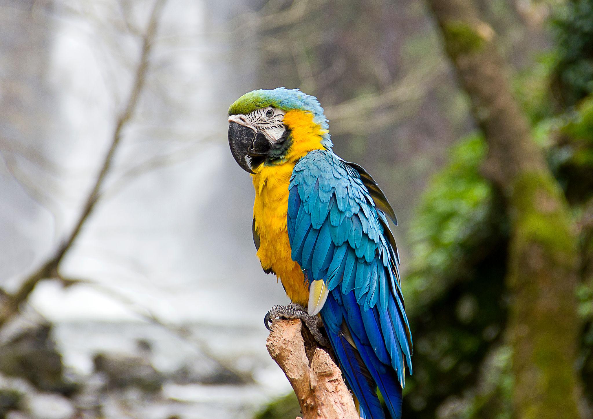 Macaw Parrots for Sale in UAE