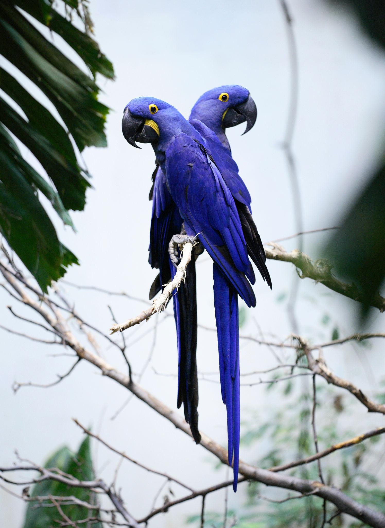 Buy Hyacinth Macaw Abu Dhabi