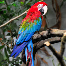 Buy Hyacinth Macaw Parrots in Saudi Arabia