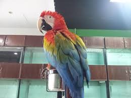 Buy Hyacinth Macaw Parrots in Jeddah