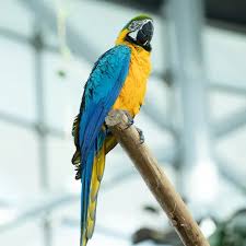 Buy Hyacinth Macaw Parrots in Mecca