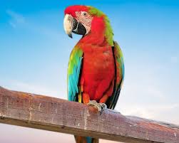 Buy Hyacinth Macaw Parrots in Medina