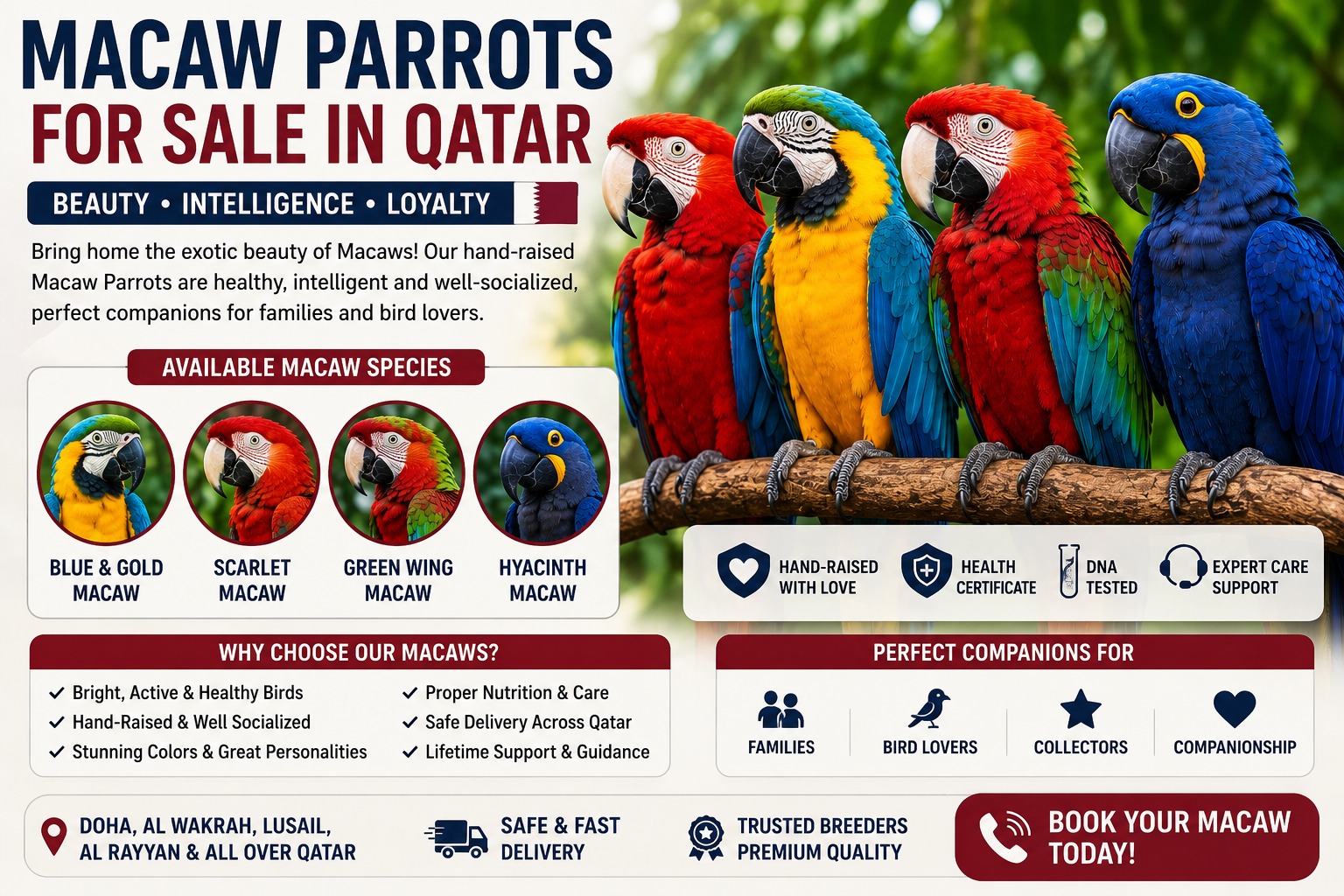 Macaw Parrots for sale in Qatar