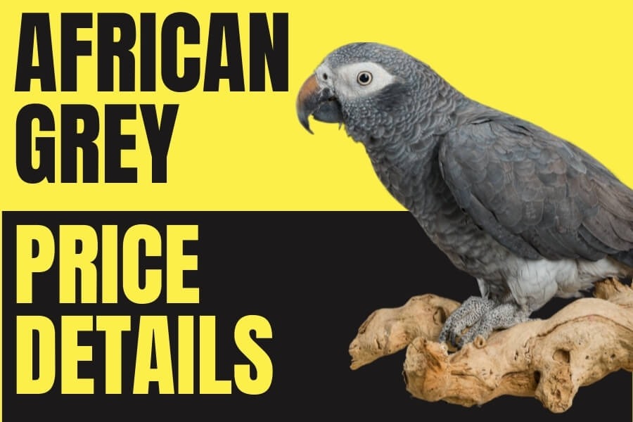 African Grey Parrot Price in Saudi Arabia: Complete 2026 Buyer's Guide