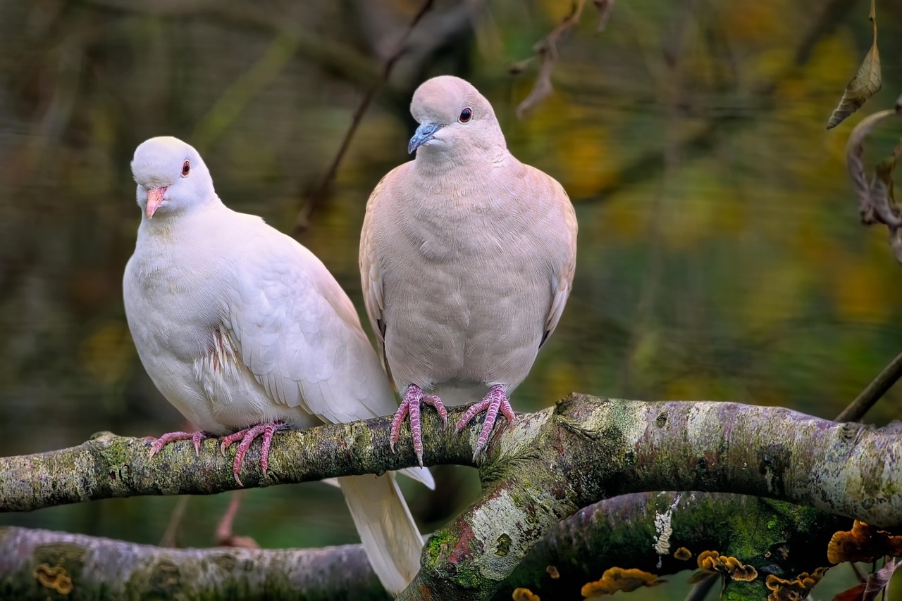 Buy Sand Ringneck Dove Online