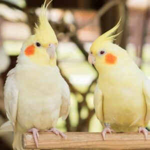 Cockatiel for Sale in Saudi Arabia